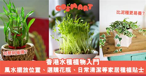 水種植物 風水|提升運勢的水種植物攻略